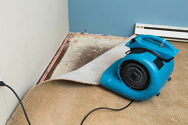 Best Flood damage cleanup  in Shelburne Falls, MA